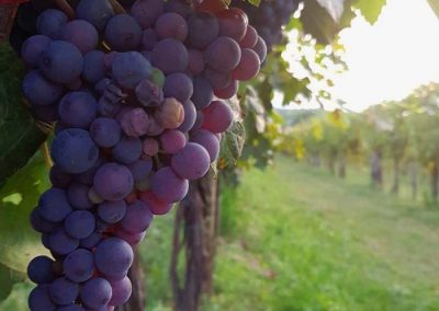 Taki Pince Borpince Balatonszemes