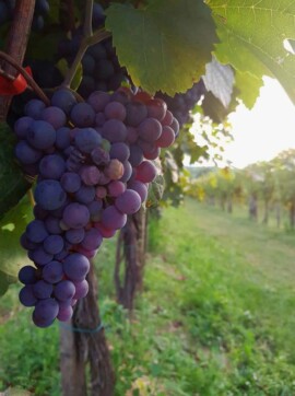 Taki Pince Borpince Balatonszemes