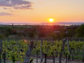 Taki Pince Borpince Balatonszemes