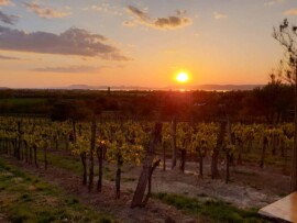 Taki Pince Borpince Balatonszemes