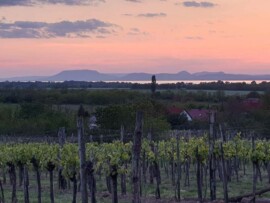 Taki Pince Borpince Balatonszemes
