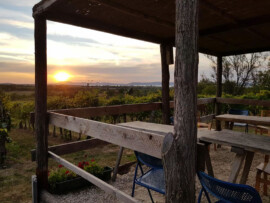 Taki Pince Borpince Balatonszemes